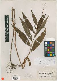 Polygonum setaceum image