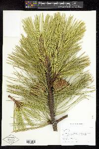 Pinus rigida image