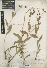 Image of Dendromecon herbacea