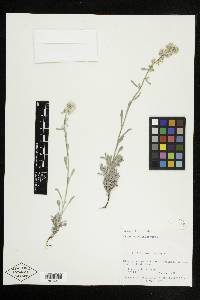 Cryptantha interrupta image