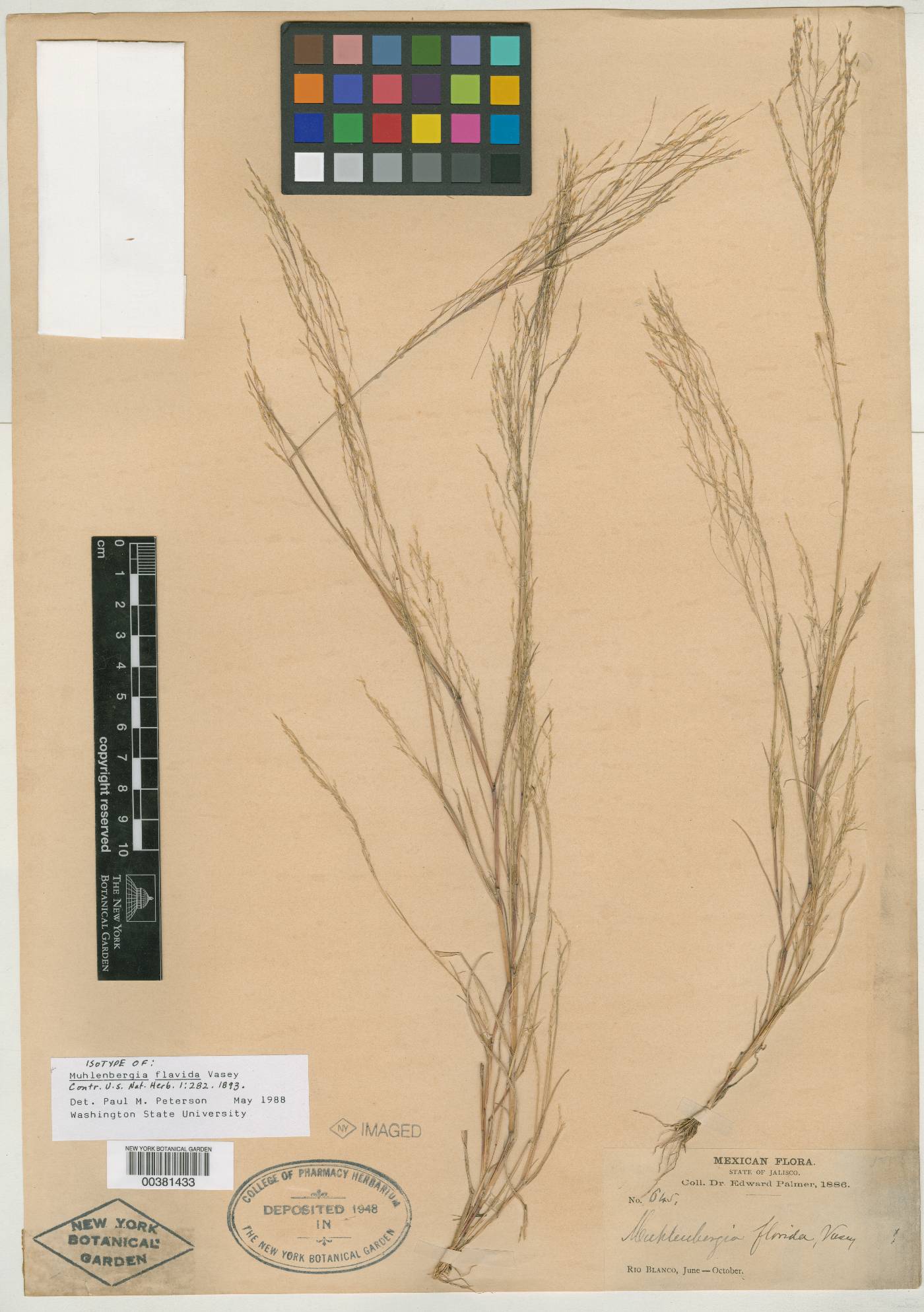 Muhlenbergia flavida image