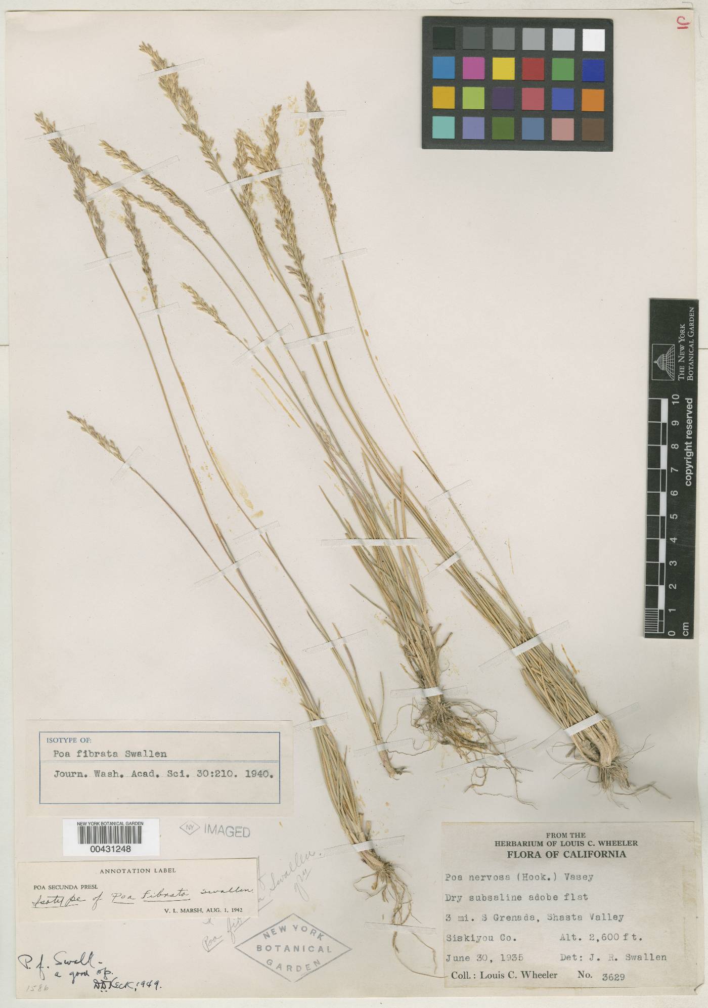 Poa fibrata image