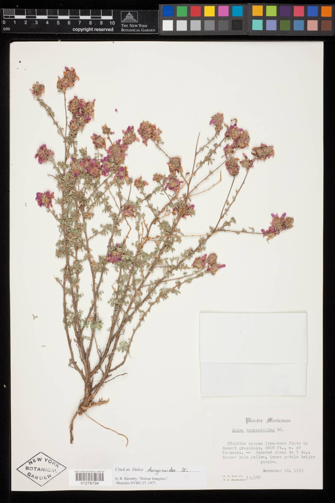 Dalea dorycnioides image