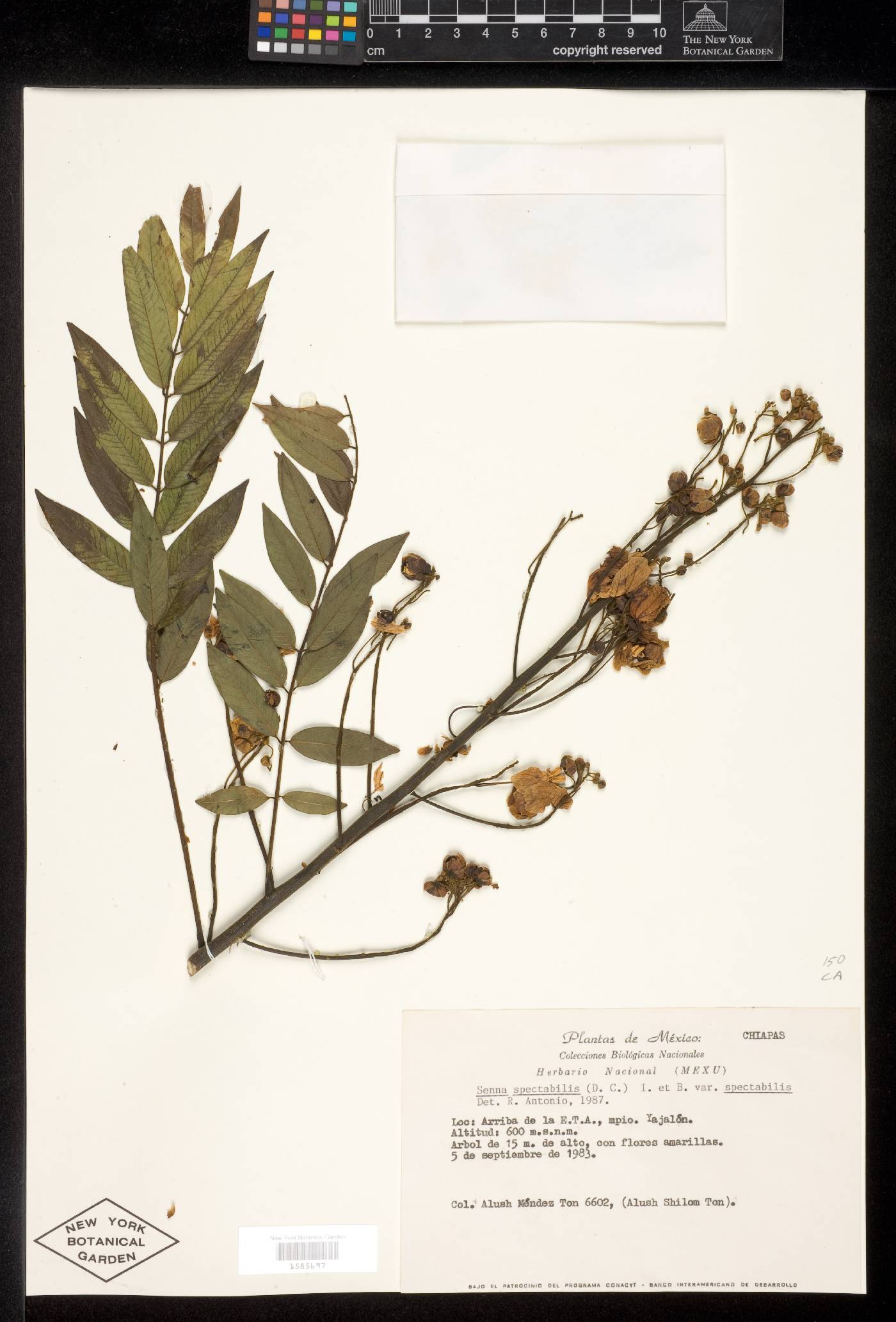 Senna spectabilis image