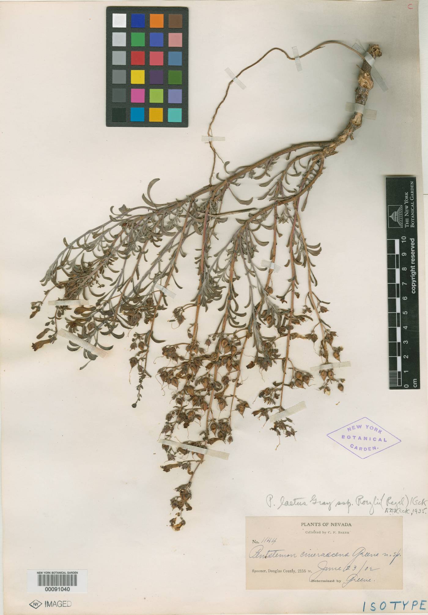 Penstemon roezlii image
