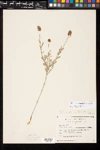 Dalea urceolata image