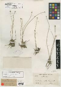 Image of Paepalanthus chiapensis