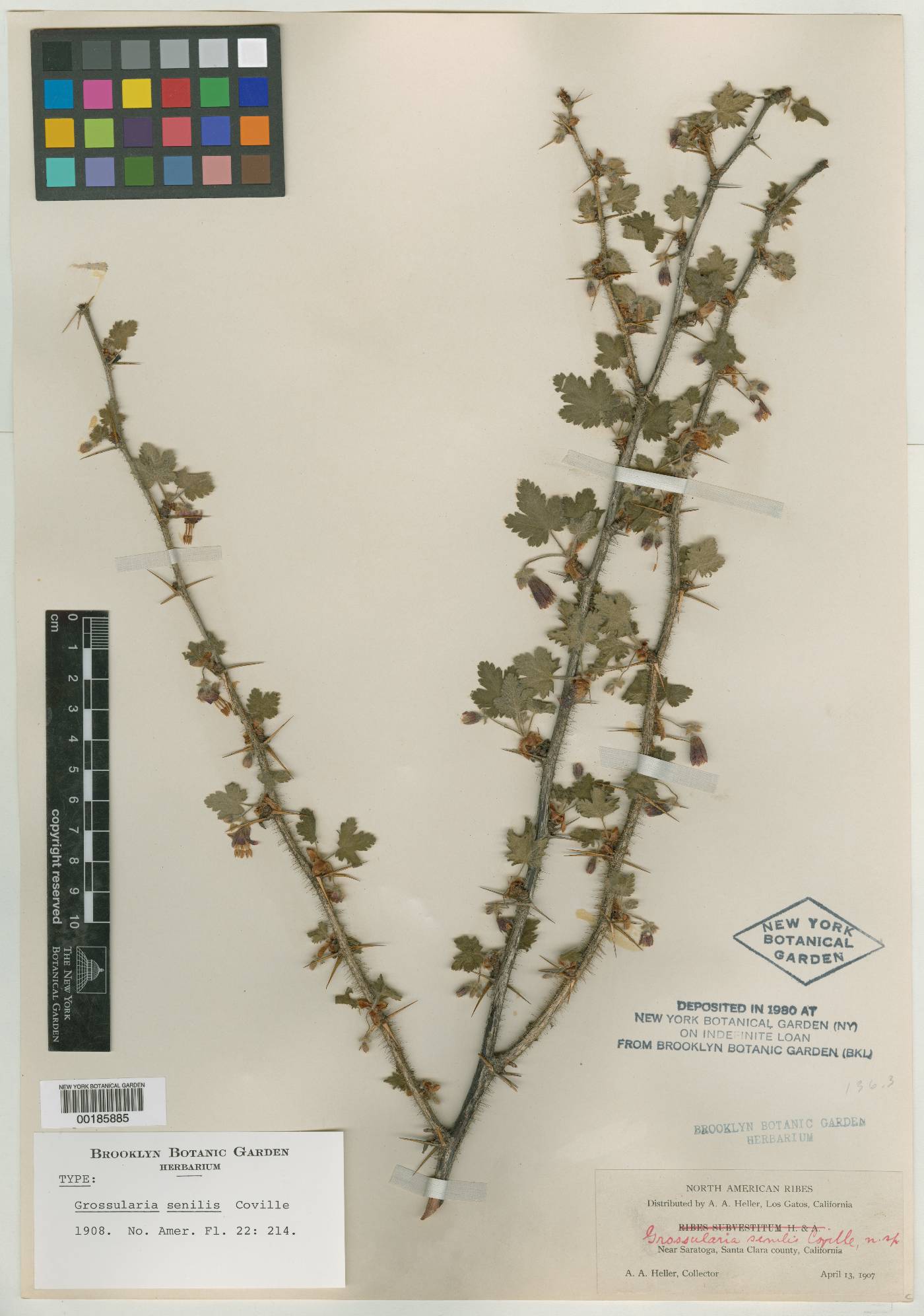 Grossularia senilis image