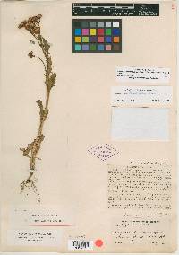 Packera streptanthifolia image