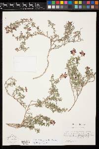 Dalea gypsophila image