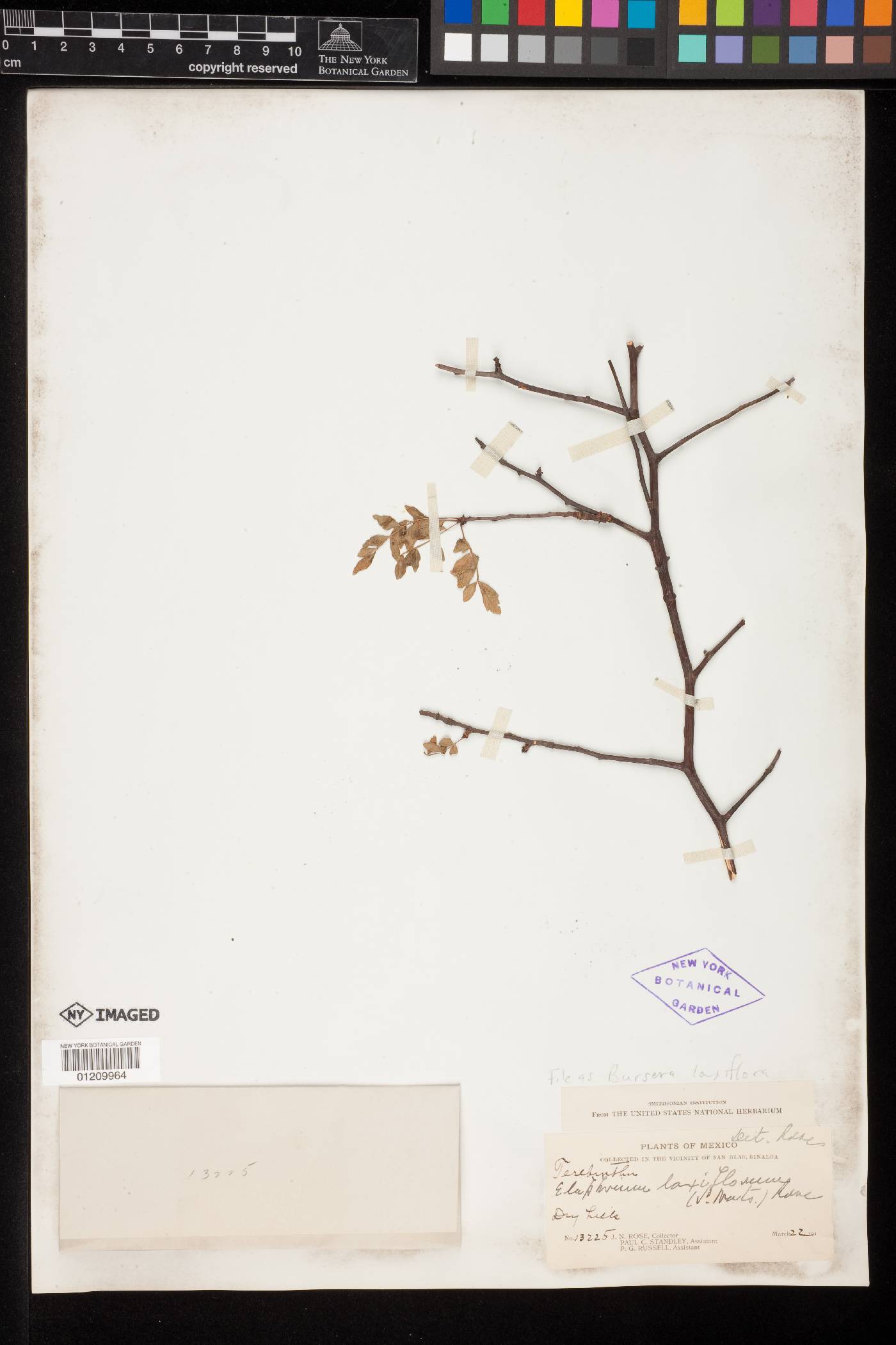 Bursera laxiflora image