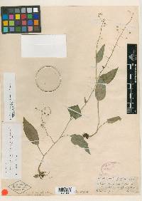 Lobelia tarsophora image