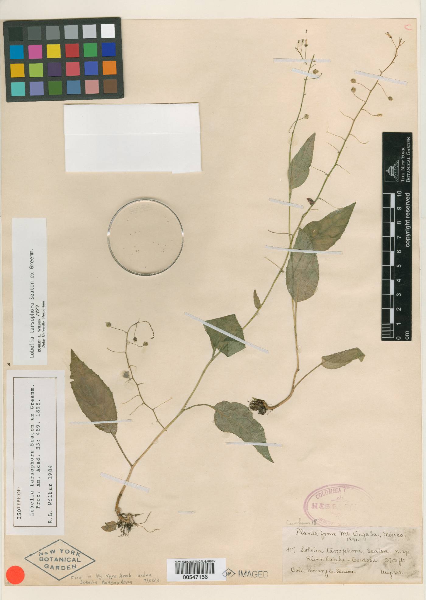 Lobelia tarsophora image