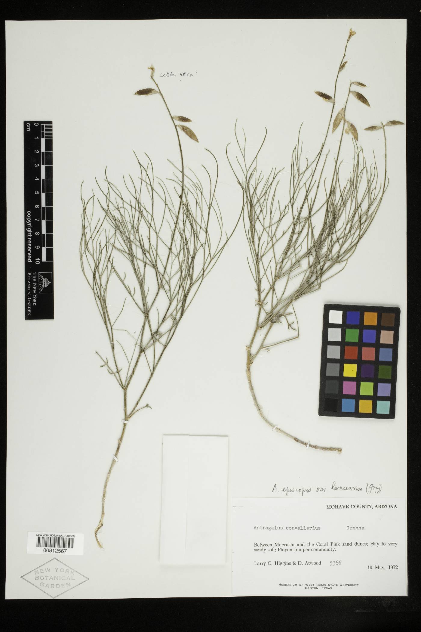 Astragalus episcopus var. lancearius image