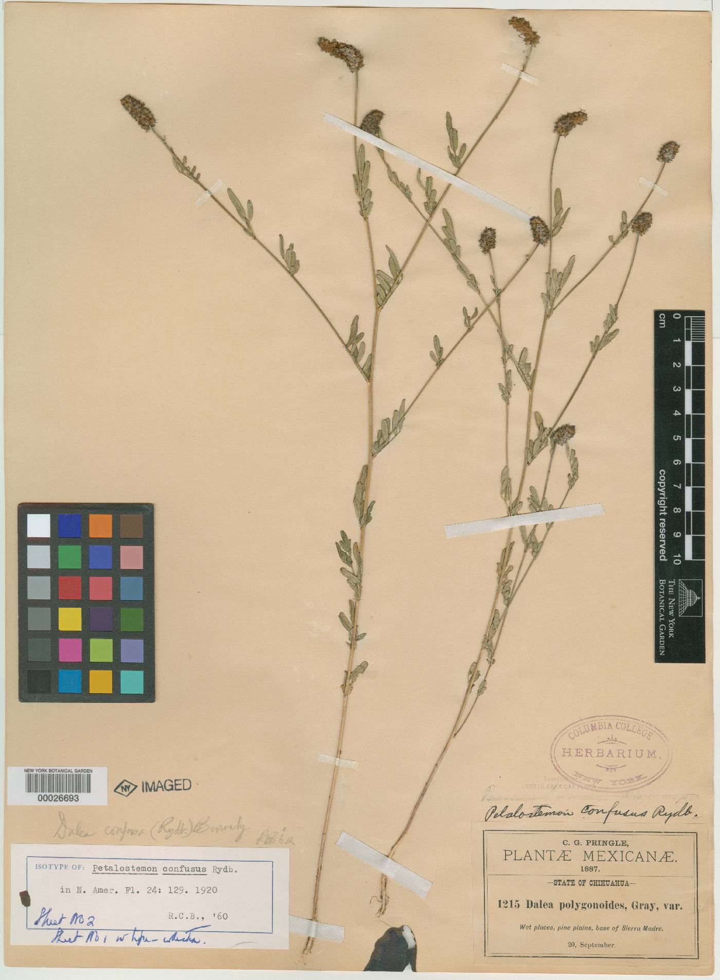 Petalostemon confusus image
