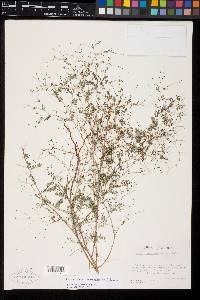 Marina minutiflora image