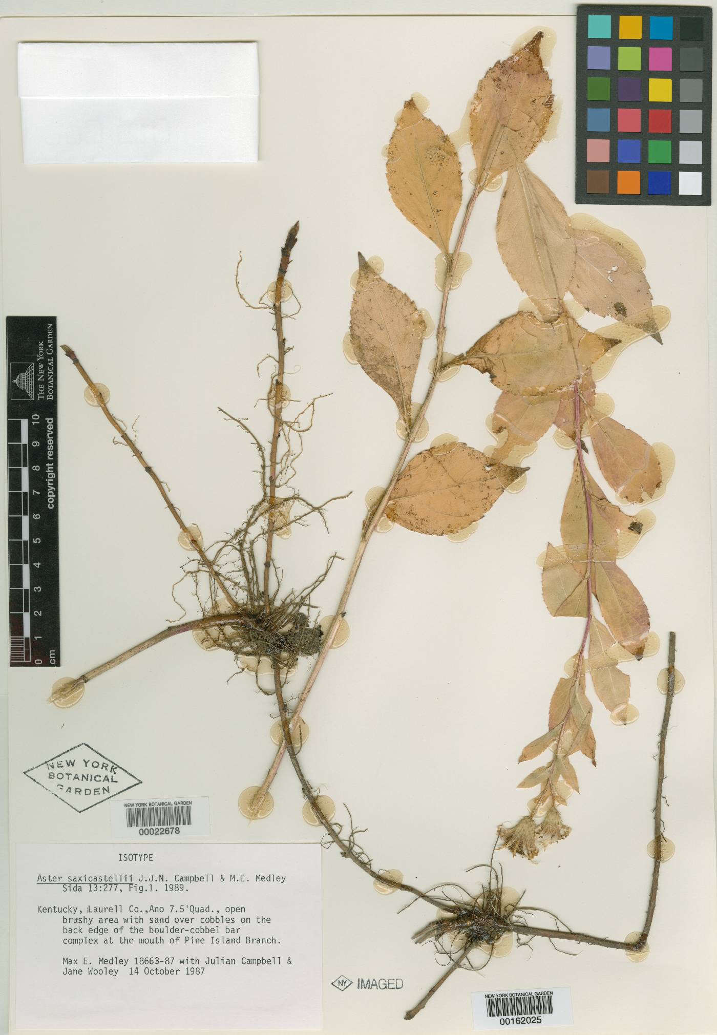 Eurybia saxicastellii image