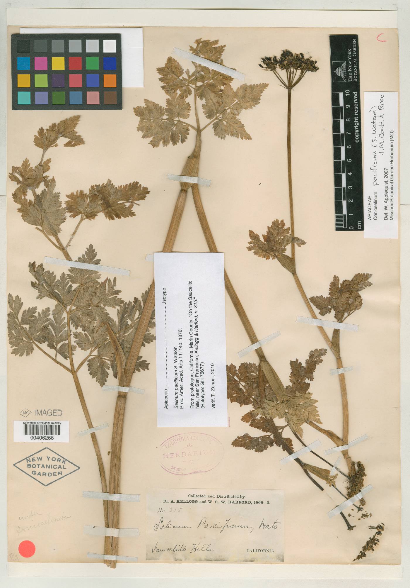 Selinum pacificum image