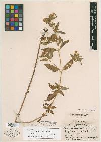 Lysimachia verticillata image