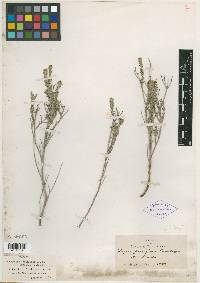 Lippia fastigiata image