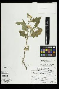 Image Associated With the Occurence