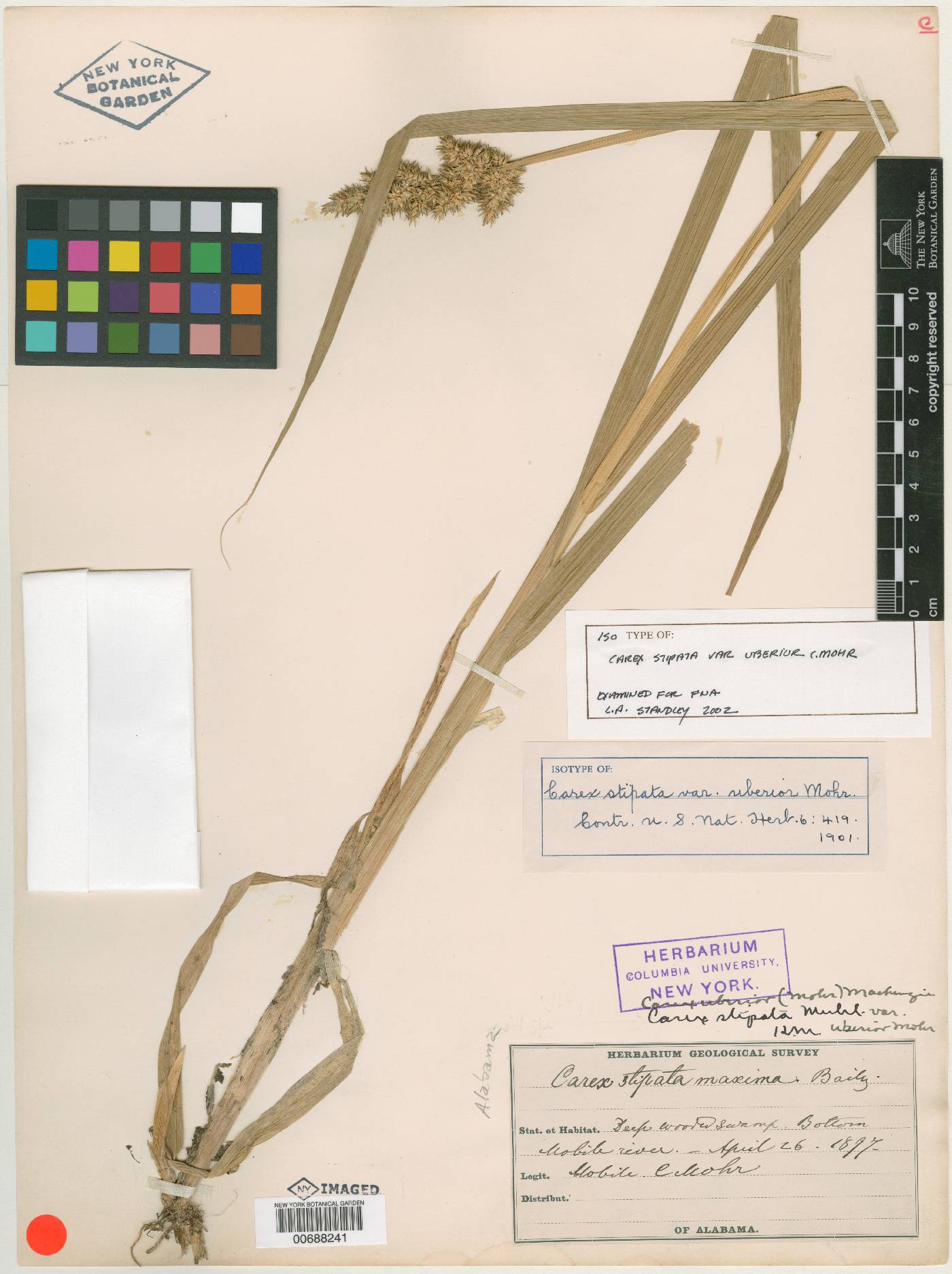 Carex stipata var. uberior image