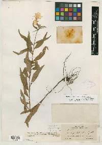 Image of Kneiffia latifolia