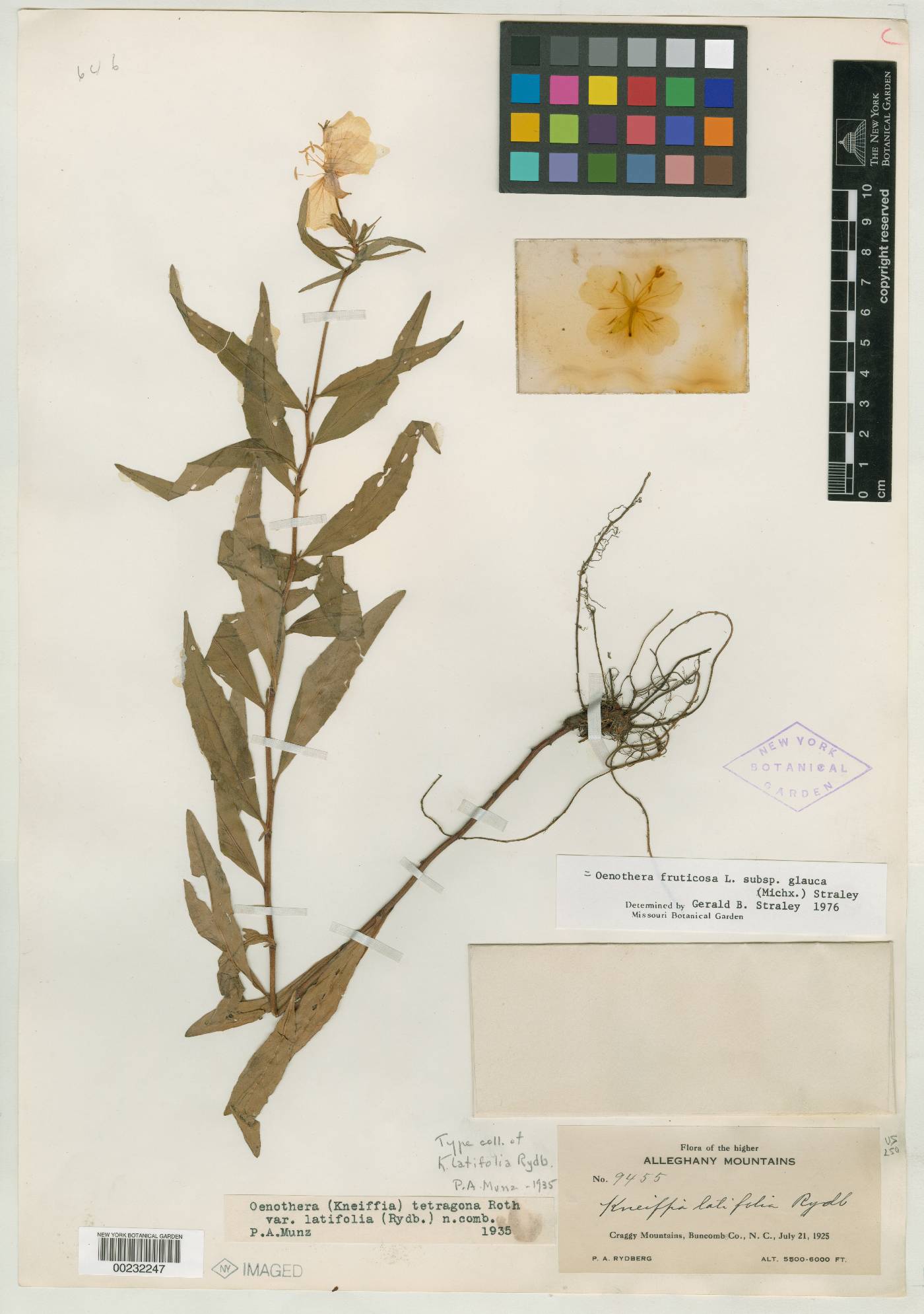 Kneiffia latifolia image