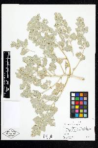 Atriplex argentea var. argentea image