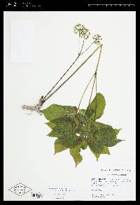 Aralia nudicaulis image