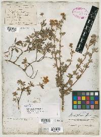 Dasiphora fruticosa var. fruticosa image