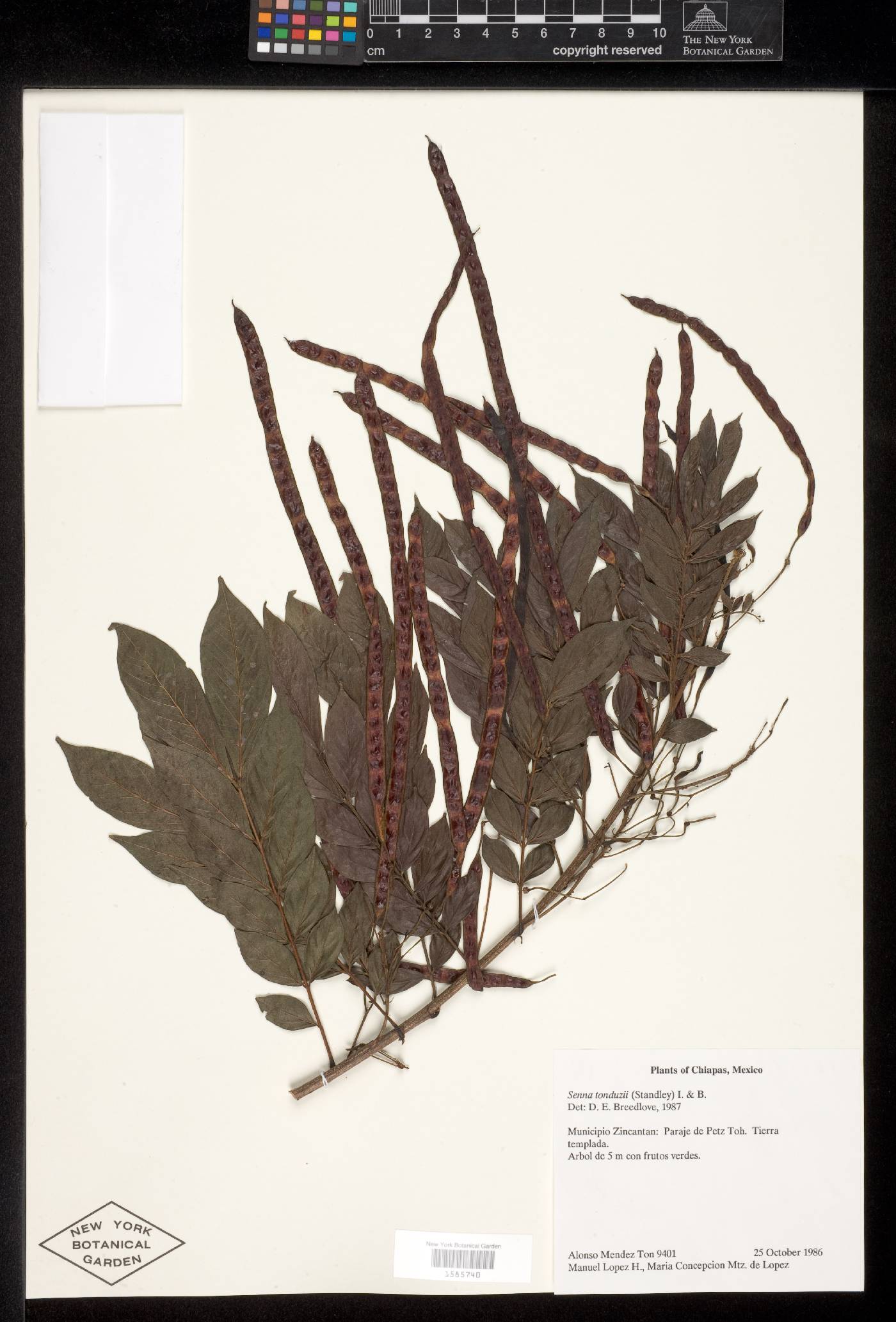Senna tonduzii image