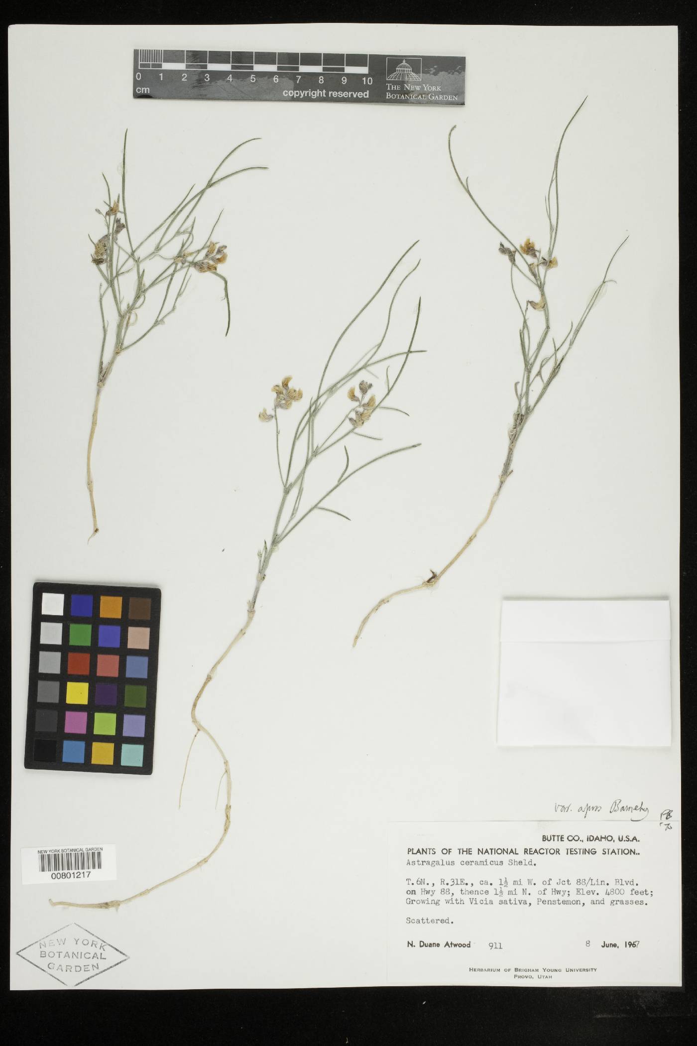 Astragalus ceramicus var. apus image