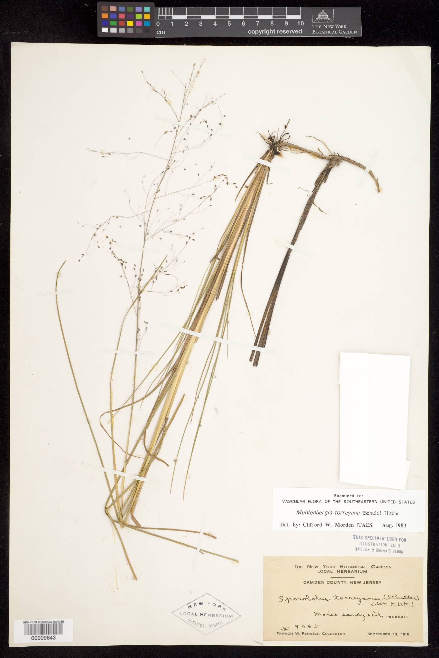 Muhlenbergia torreyana image