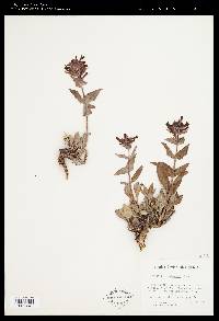 Penstemon calcareus image