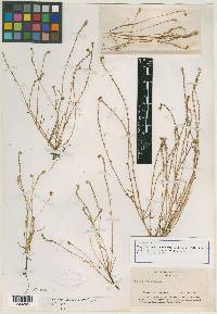 Plagiobothrys tener var. subglaber image