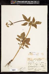 Valeriana occidentalis image