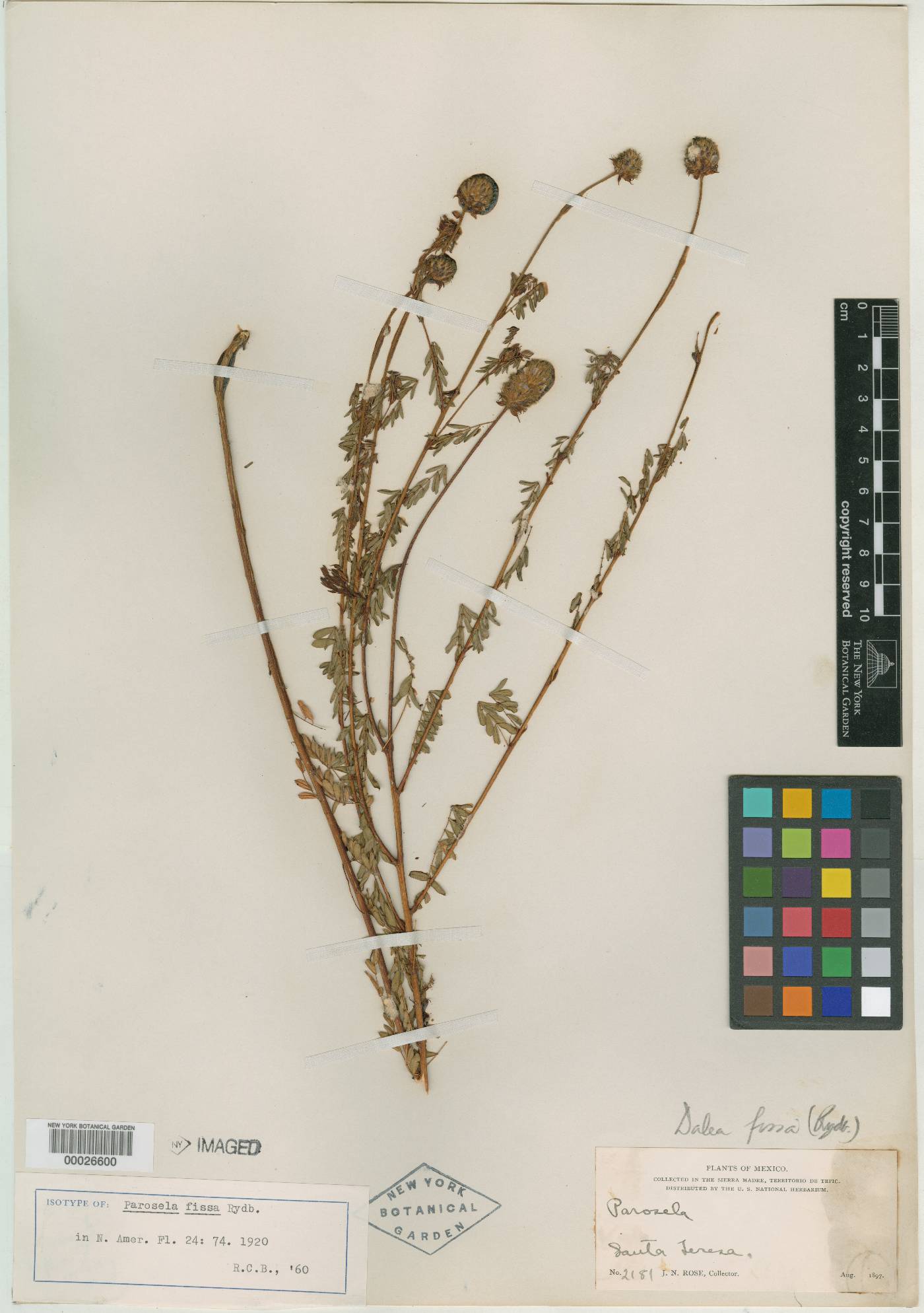 Dalea cyanea var. fissa image