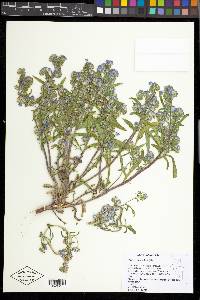 Phacelia linearis image