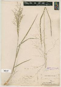 Panicum hallii var. filipes image