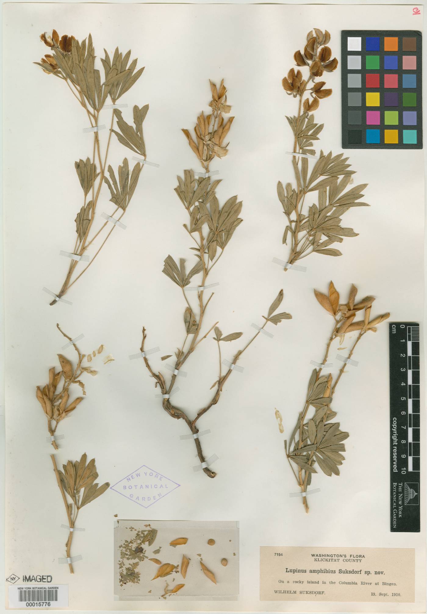 Lupinus amphibius image