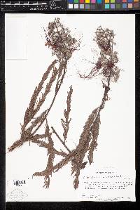 Calliandra houstoniana image