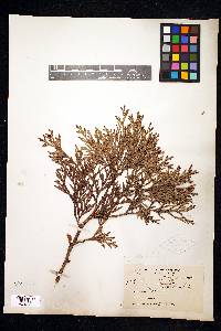Thuja standishii image