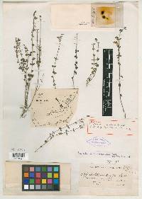 Scutellaria havanensis image