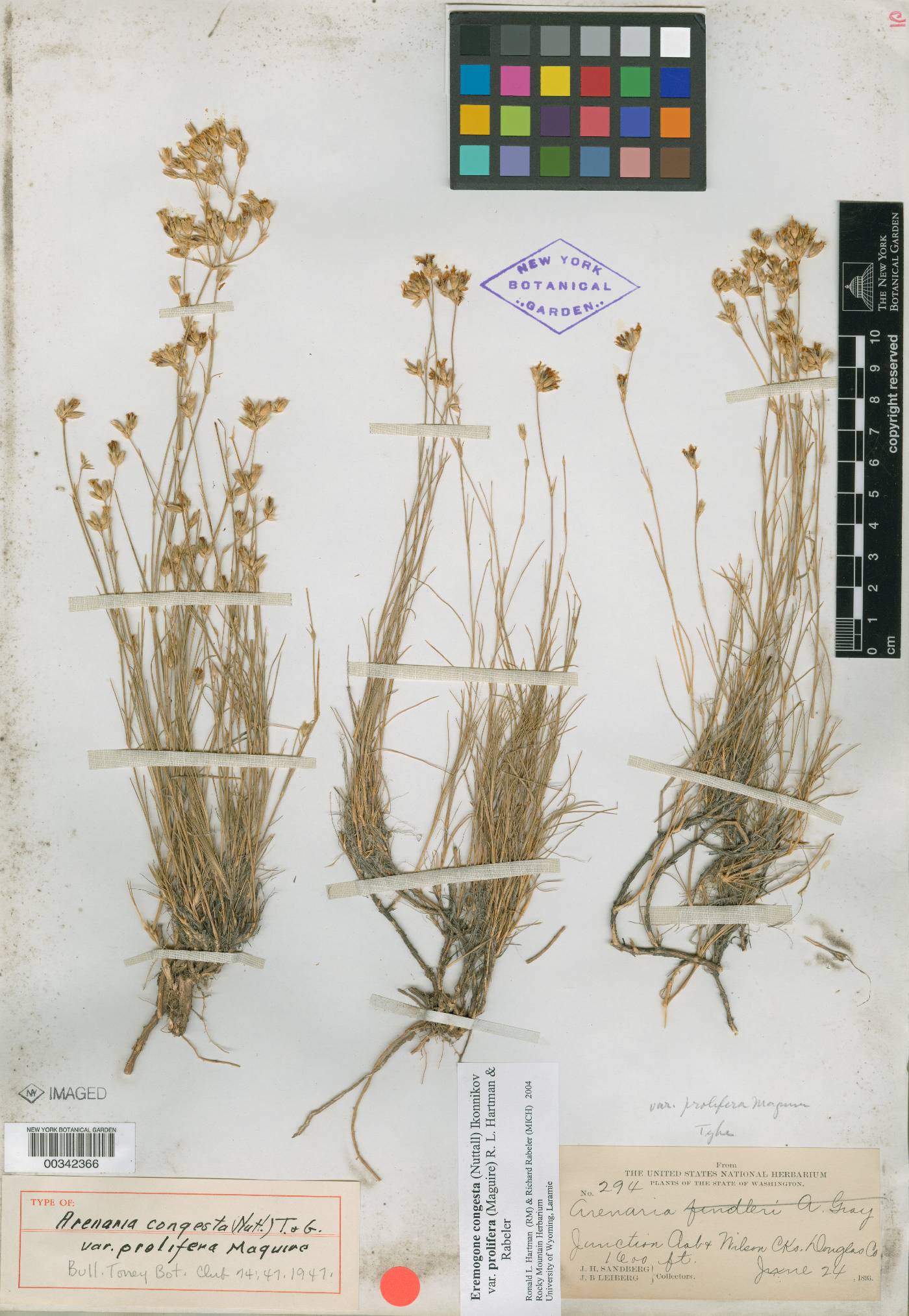 Eremogone congesta var. prolifera image