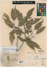 Quercus paxtalensis image