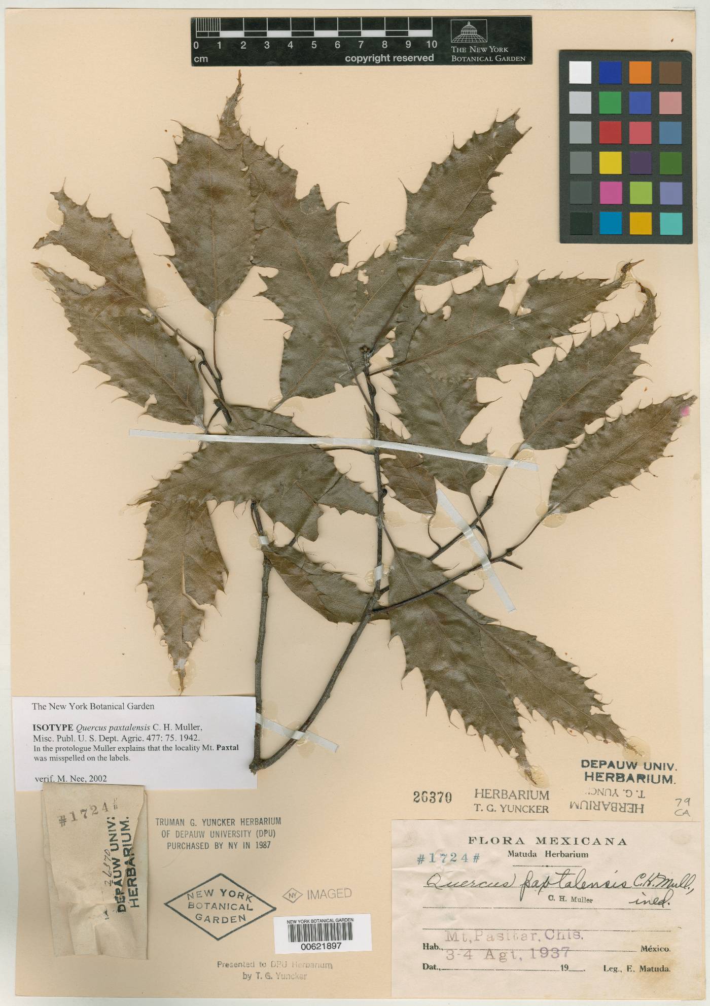 Quercus xalapensis image