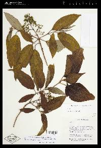 Miconia hemenostigma image