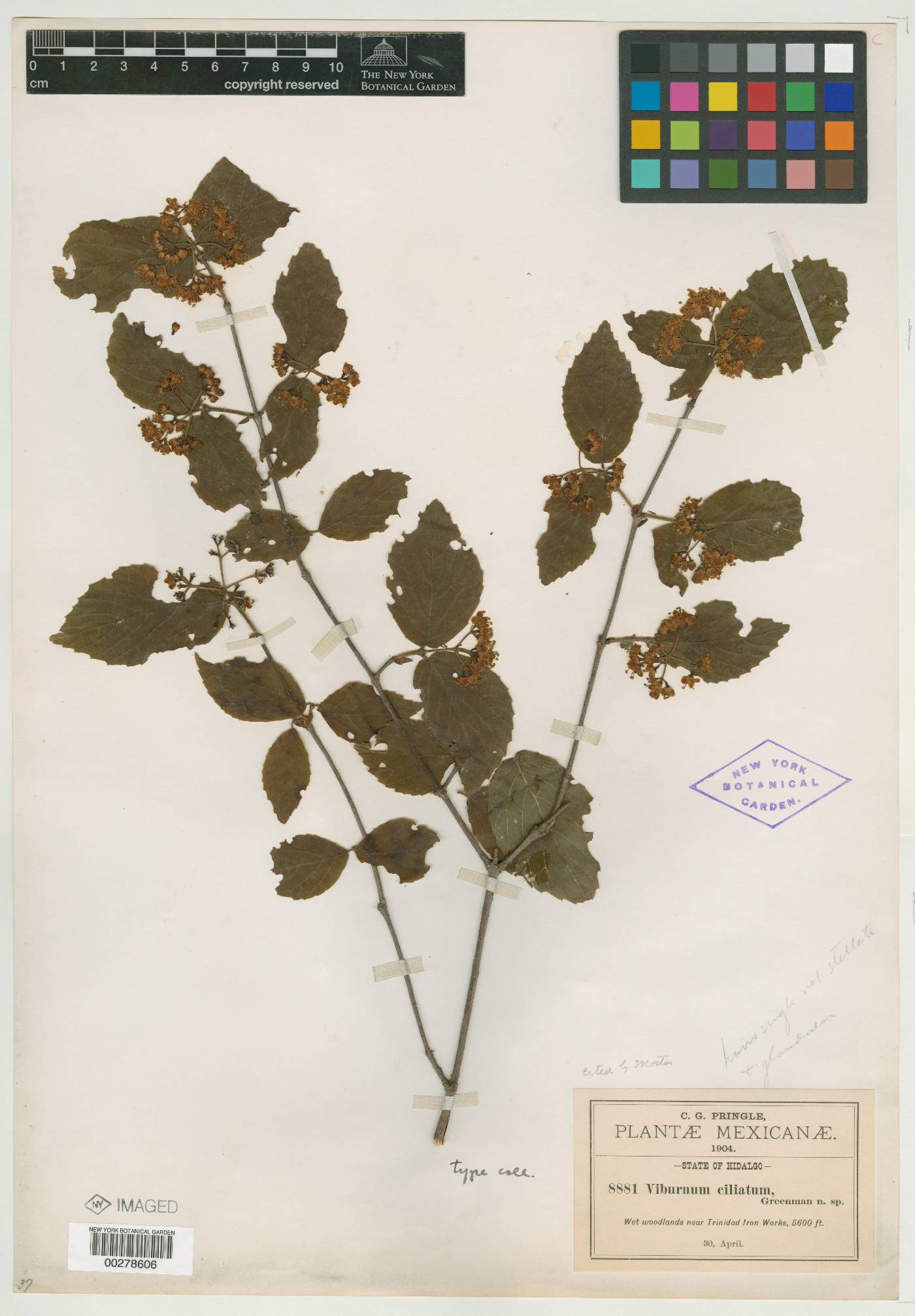 Viburnum ciliatum image