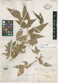 Toxicodendron laetevirens image